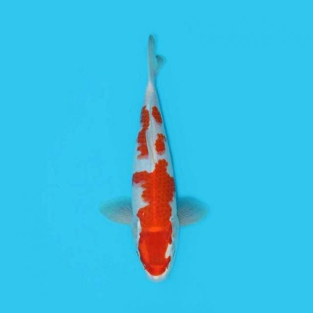 Kohaku 29 Cm