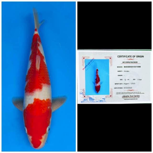 Maruboshi Kohaku