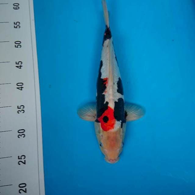 BENIKUMON 35 cm