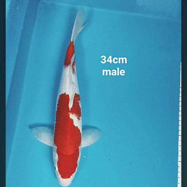 Kohaku jos 34cm male