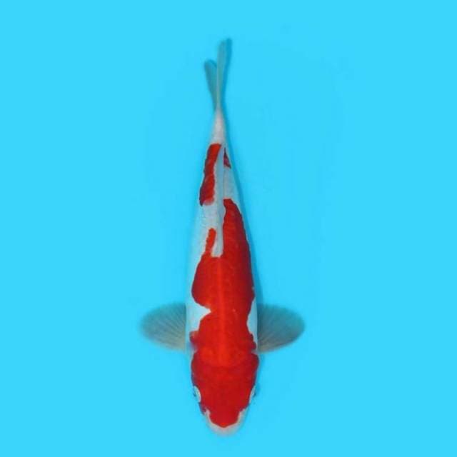 28CM - KOHAKU