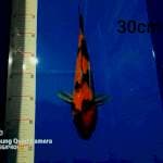 Hishowa 30cm