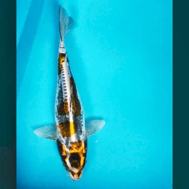 Kiko jos 30cm