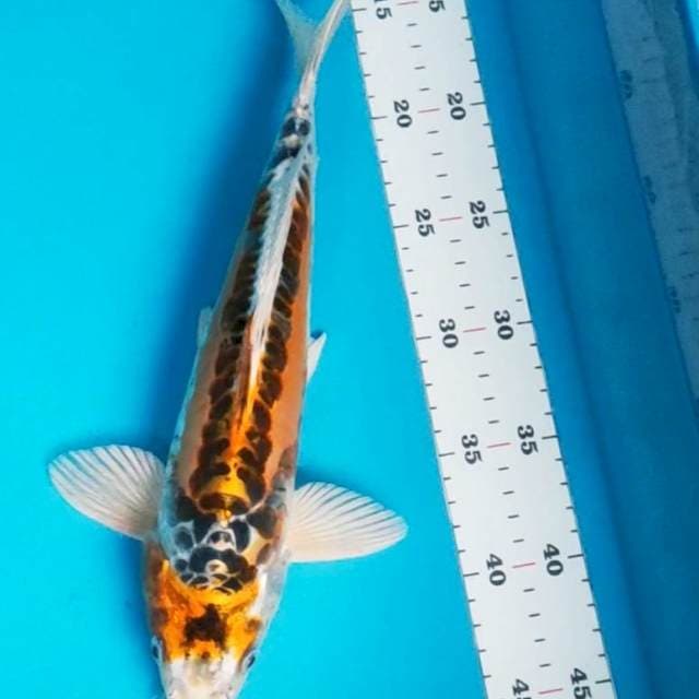 Antik kawari 33cm male