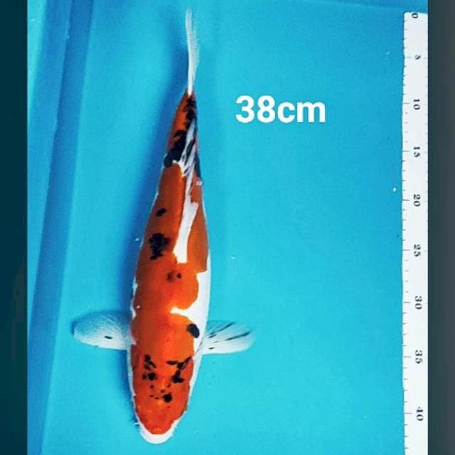 Doitsu sanke strong bulky 38cm