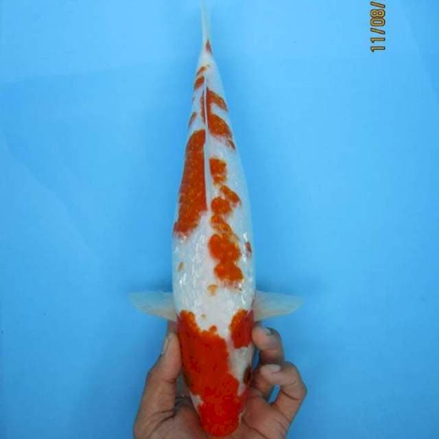 Kohaku Female 33cm