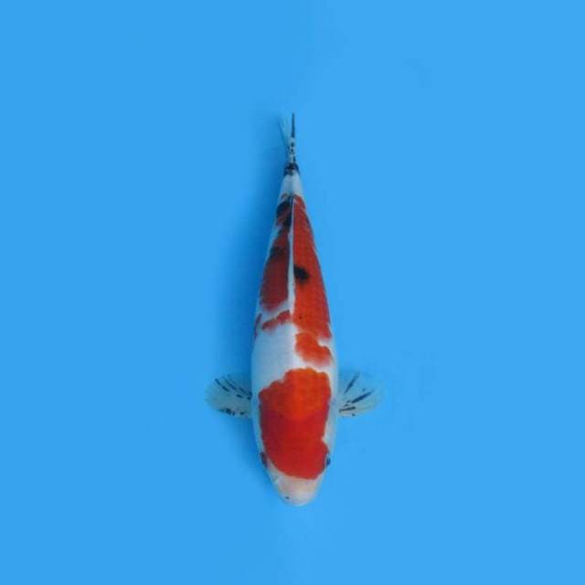 30CM - SANKE