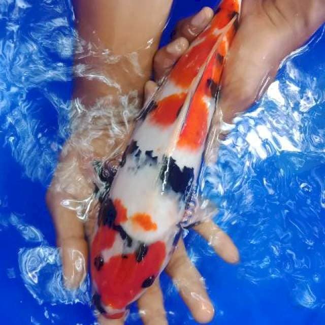 Showa