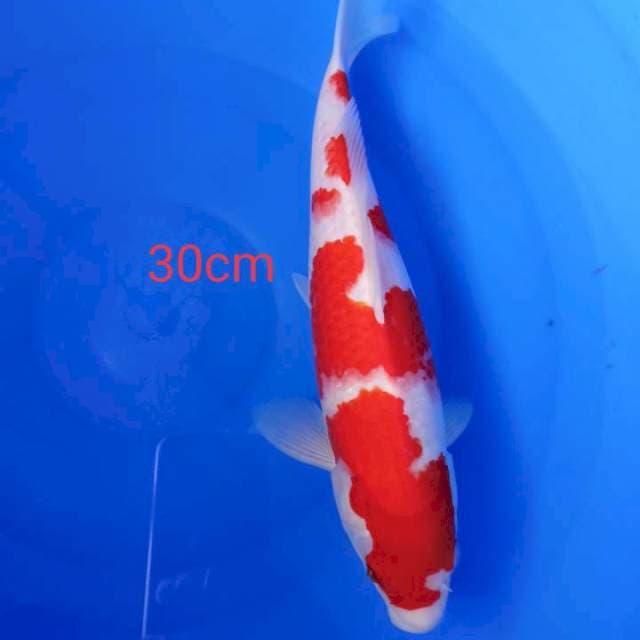 Kohakhu 30 cm