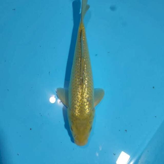 Midori ginrin SQ 27cm