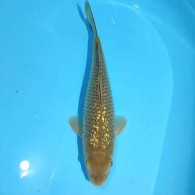 Midori 29cm