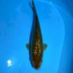 Midori 29cm