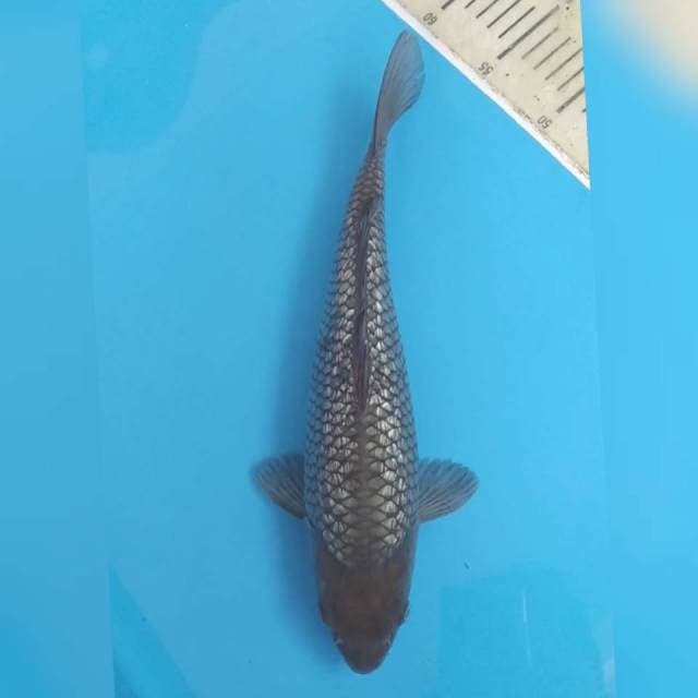 Soragoi Ginrin Berpunuk ~34
