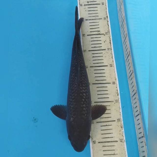 Black Soragoi Ginrin ~38