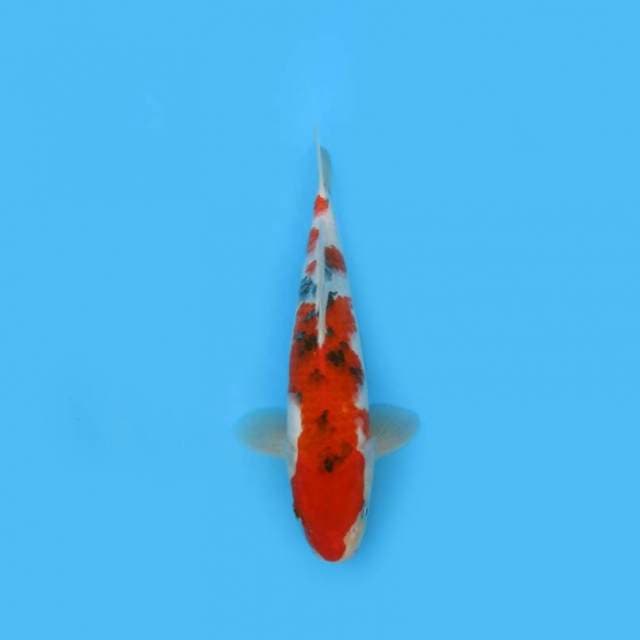 28CM - SANKE