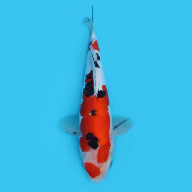 29CM - SANKE