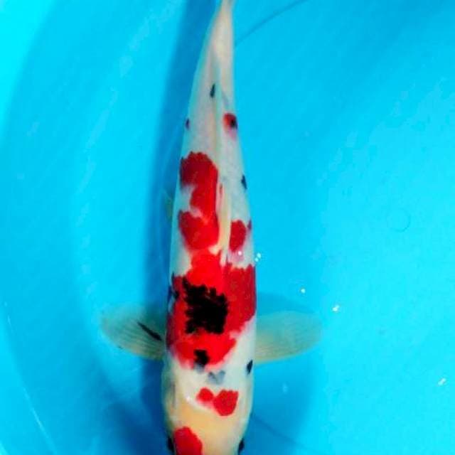 sanke male 30 cm