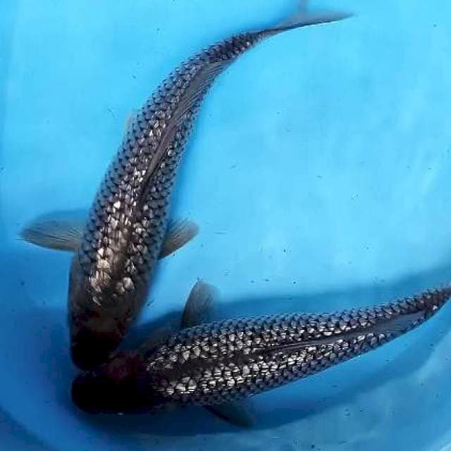 Soragoi ginrin ok 33 cm