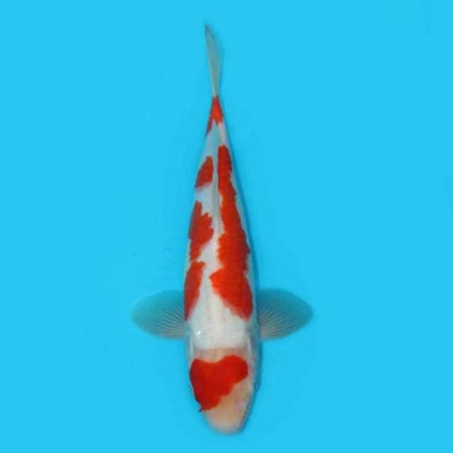 Kohaku 30 Cm