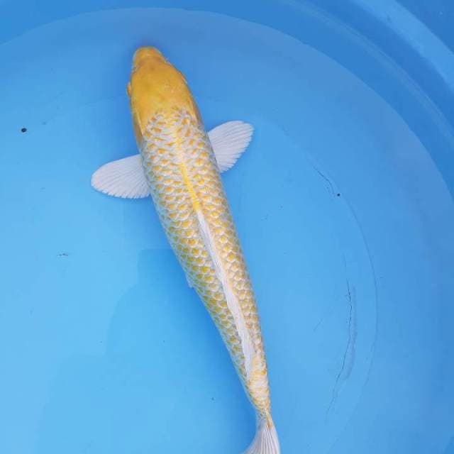 Ogon gindrin