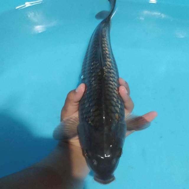 🦏 shoragoi gindrin 30cm 