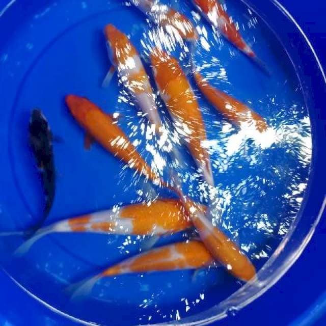 Mix koi F1