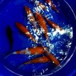 Mix koi F1