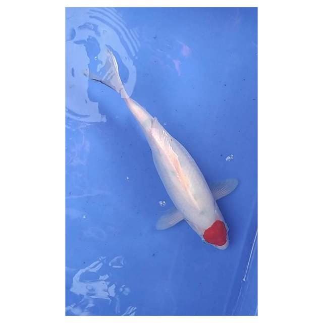 Tancho sanke 34 cm