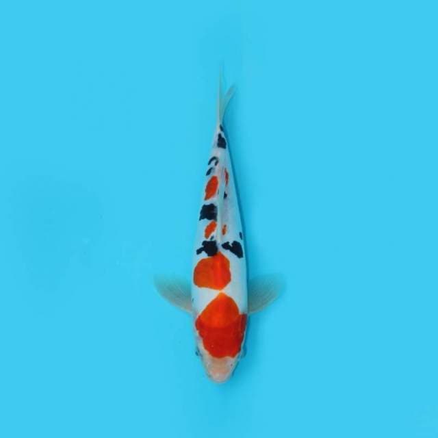 25CM - SANKE