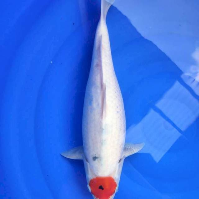 TC TAISHO SANSHOKU 42CM