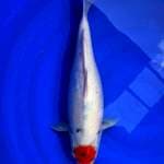 TC TAISHO SANSHOKU 42CM