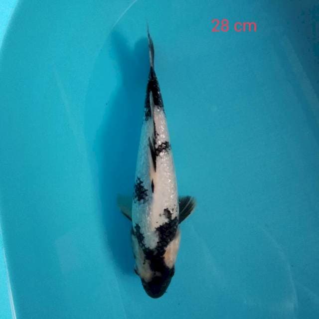 Shiro ginrin 28 cm