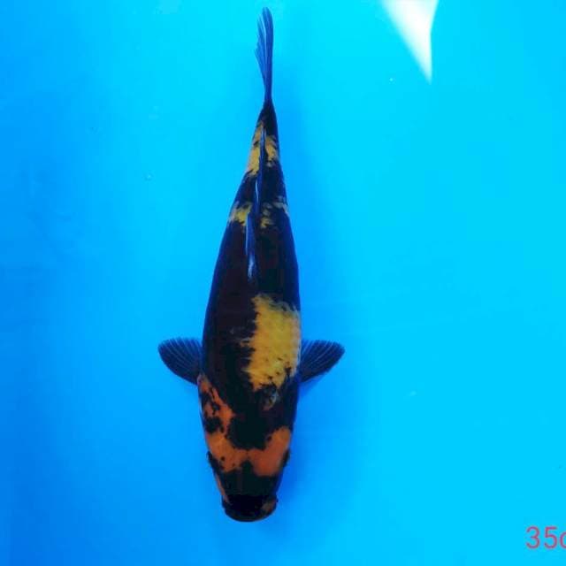 Utsuri 35cm