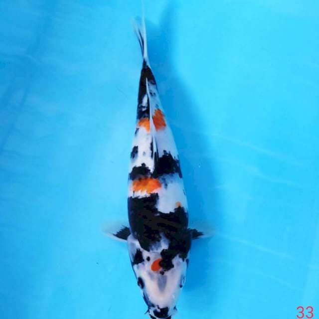 SHOWA 33CM