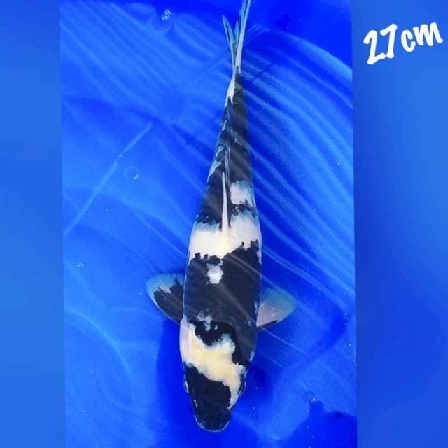 SHIRO 27CM
