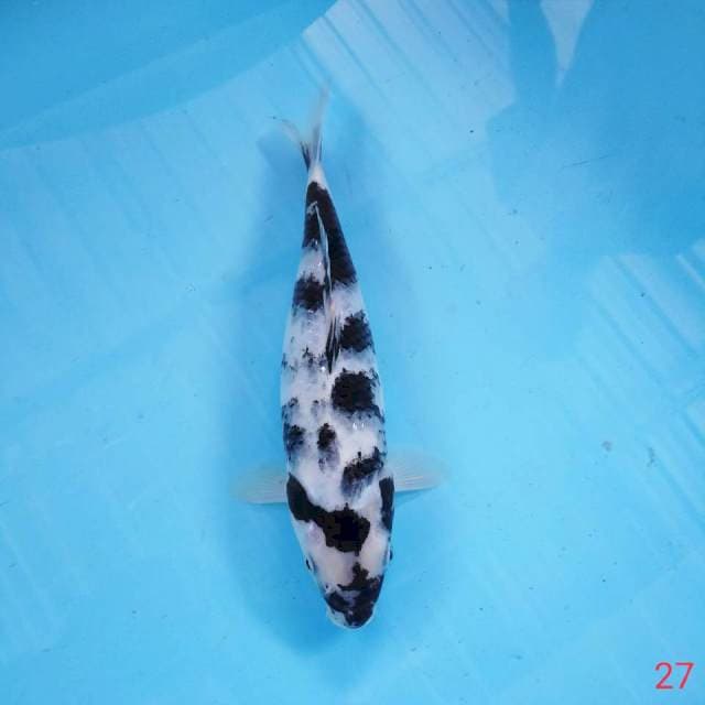 Shiro 27cm