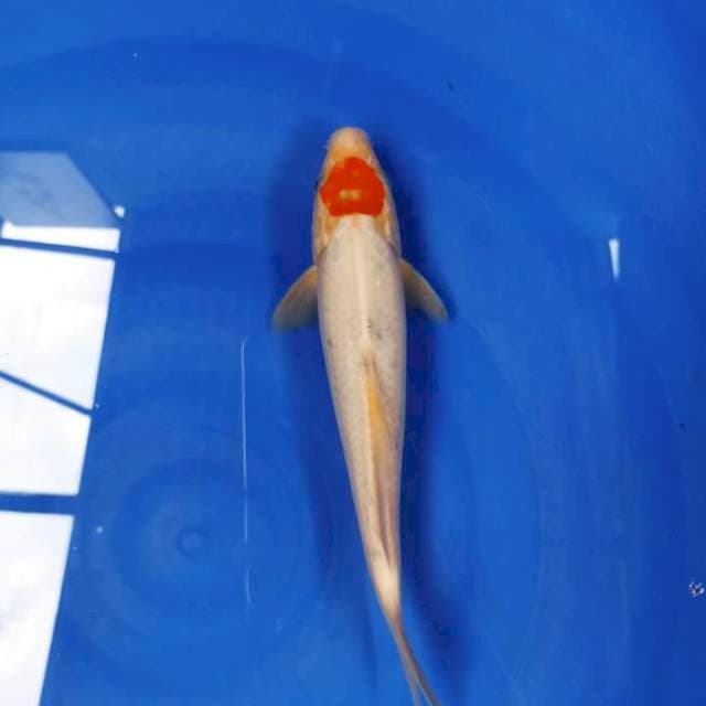 Tanco 25 cm