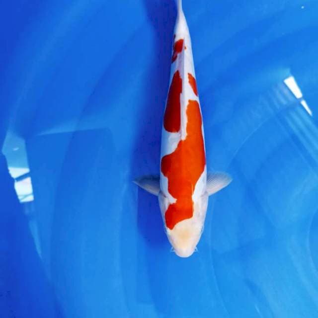 Kohaku doit su 28 cm ori
