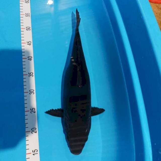 Karasu 40 cm female