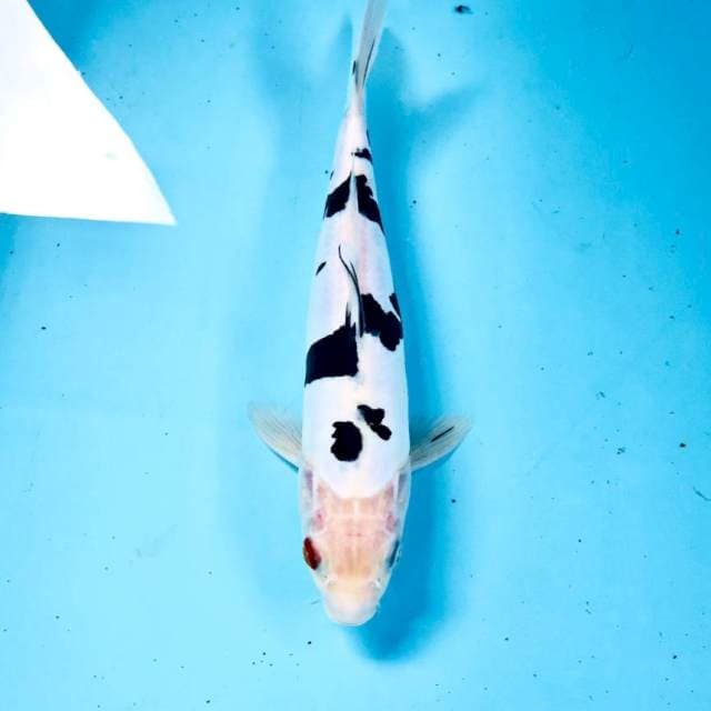 Doitsu, 27 cm
