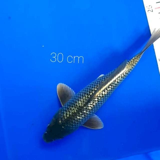 Black diamond 30 cm
