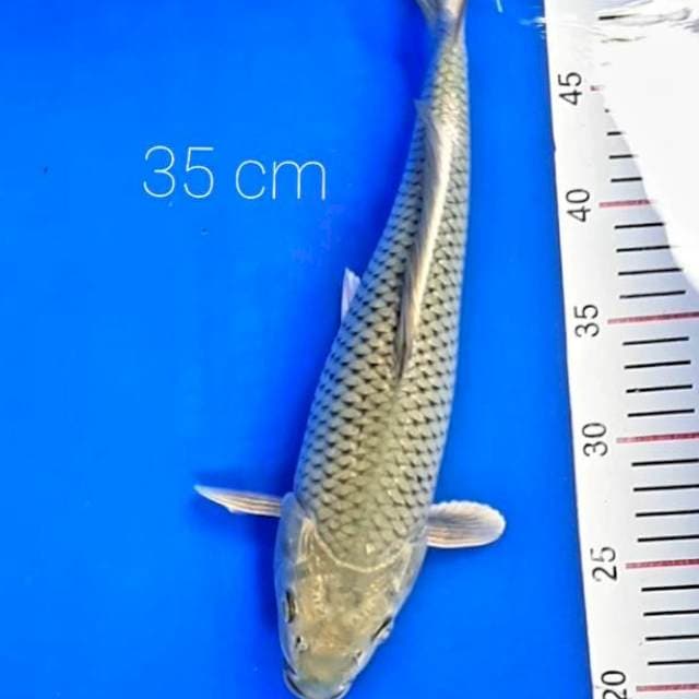 Jaring rapi 35 cm