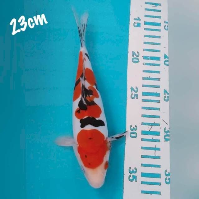 Sanke DOID 23cm
