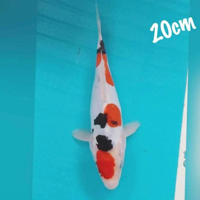 Sanke DOID 20cm