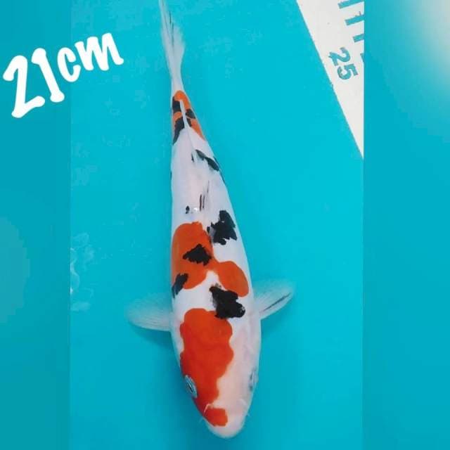 Sanke DOID 21cm
