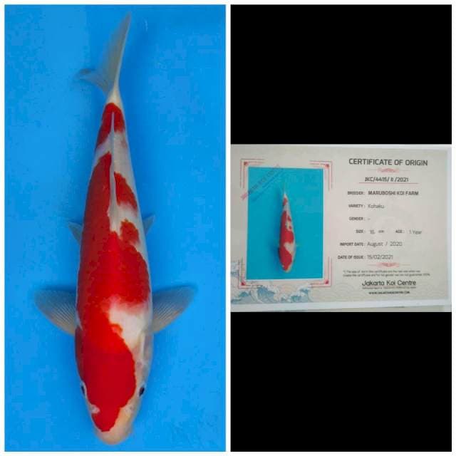 Maruboshi Kohaku