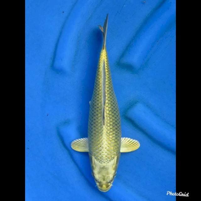 34cm , Ginrin Unique