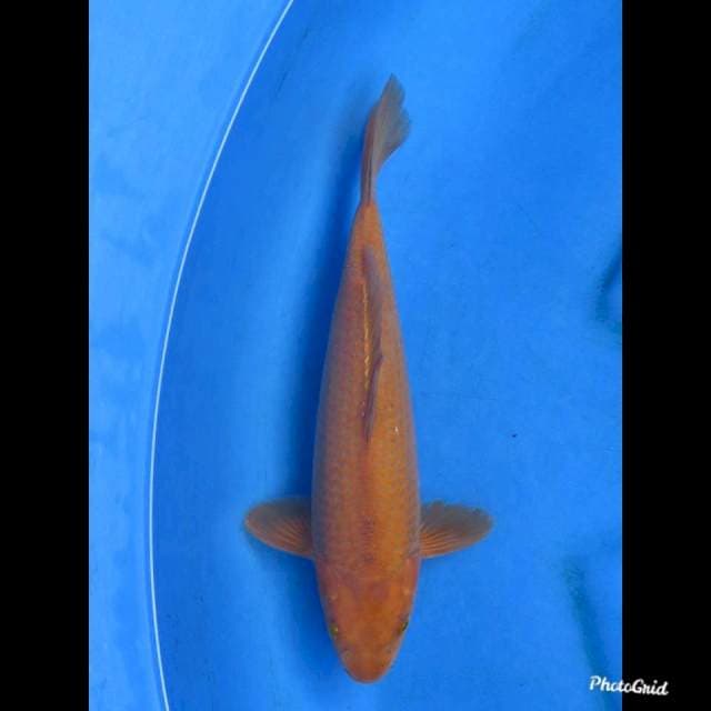 31cm , Chagoi Tembaga 