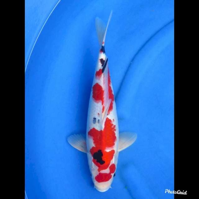 40cm , Male - Red Sanke