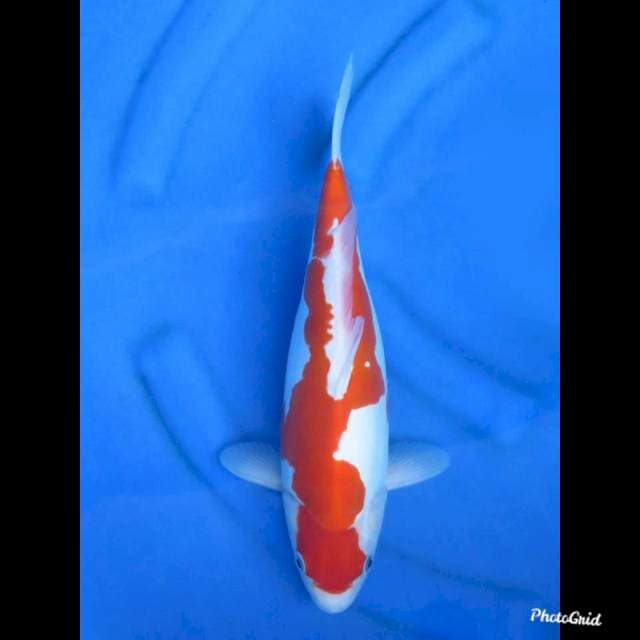 37cm , Kohaku Doitsu Murni